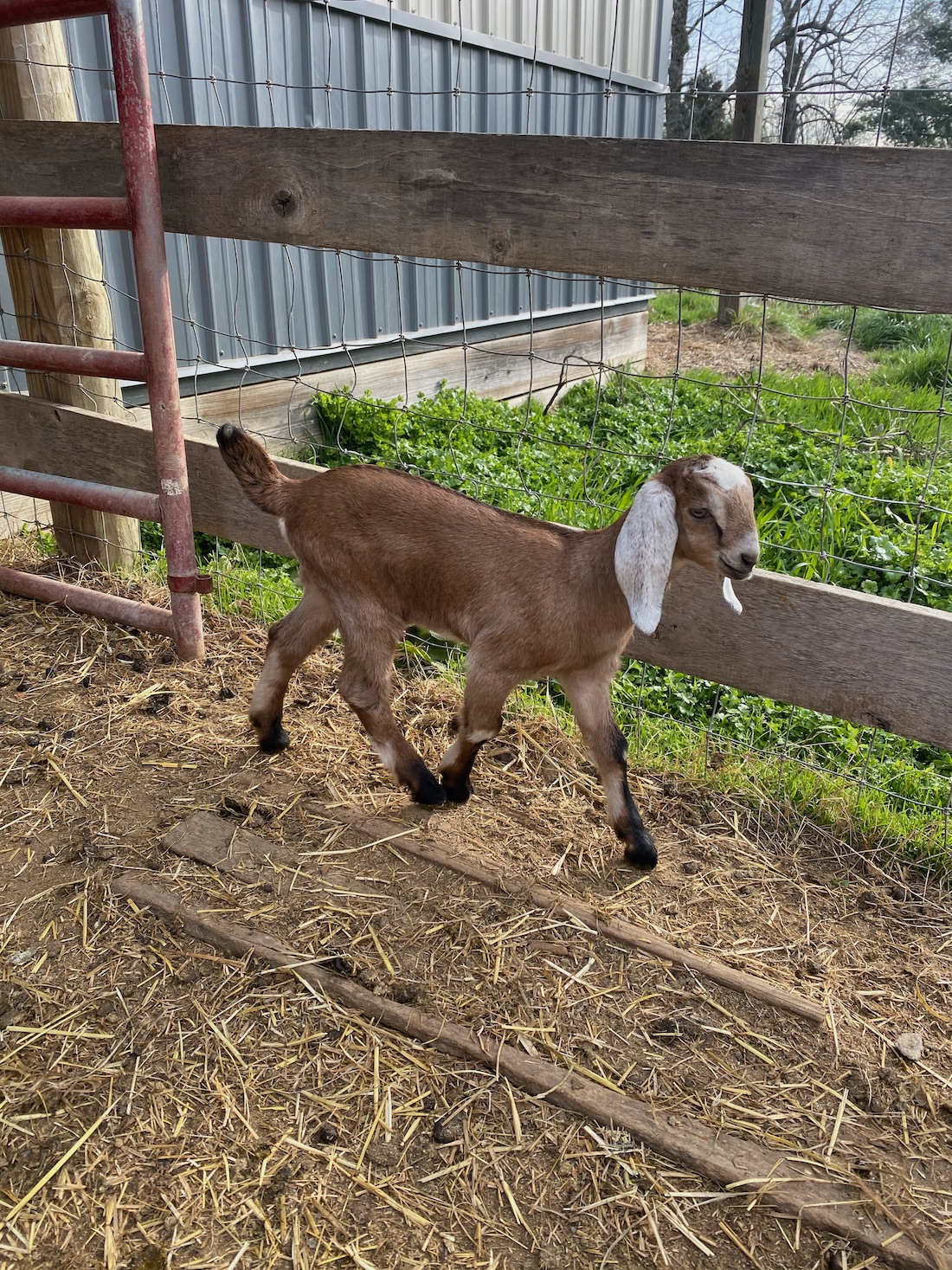 doeling