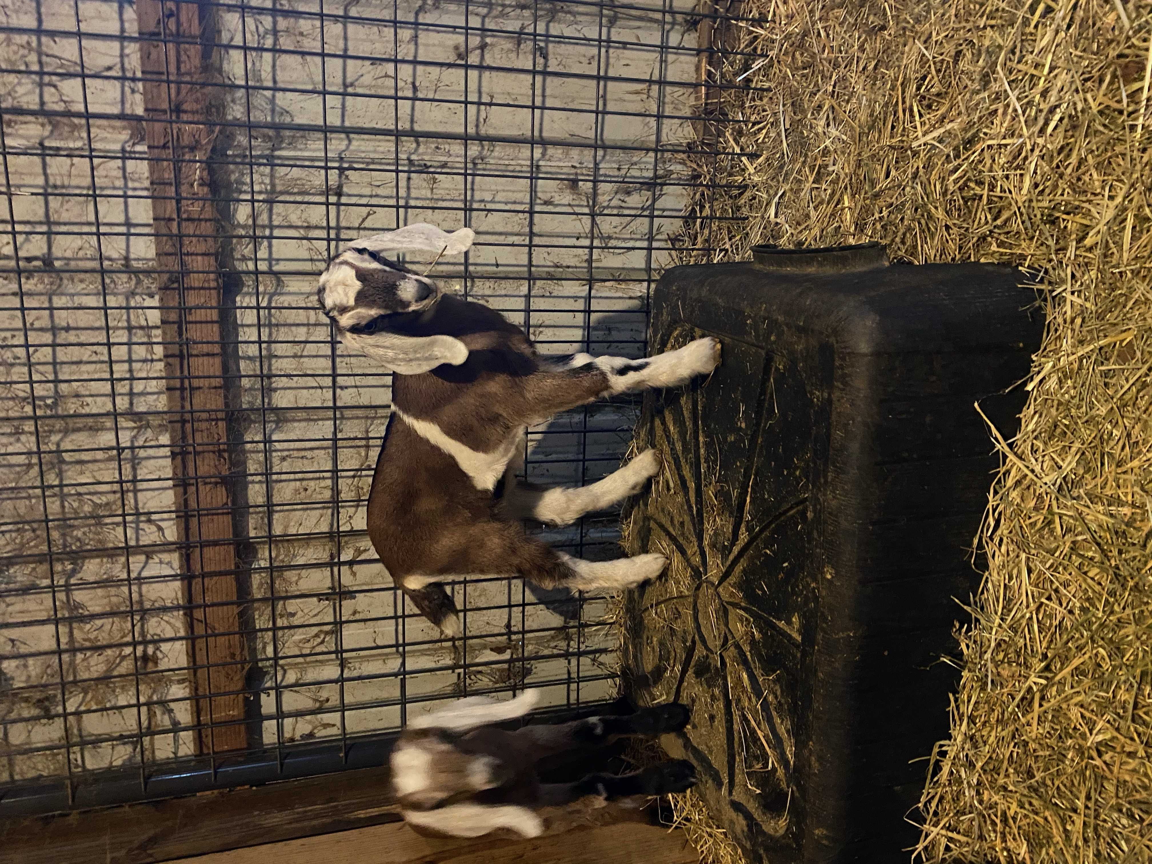 doeling